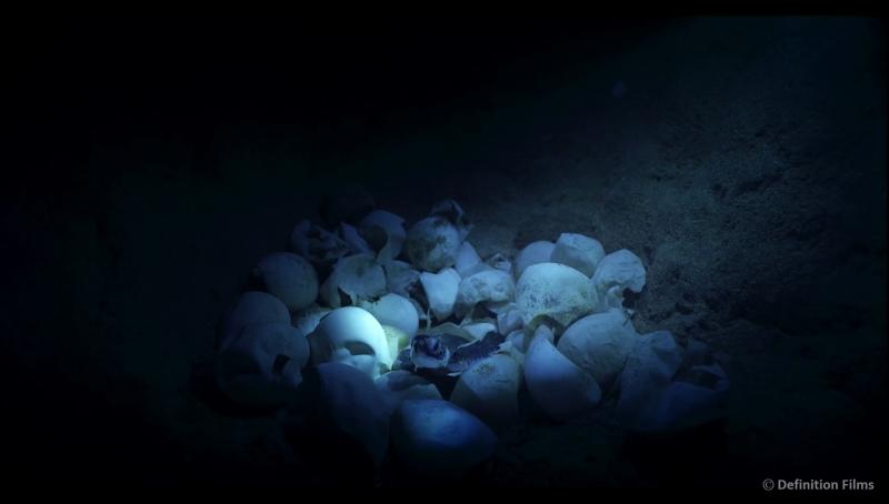The Hong Kong Space Museum's new 3D dome show, "Turtle Odyssey 3D", will be launched tomorrow (January 1). Photo shows a film still of "Turtle Odyssey 3D", in which new sea turtle hatchlings face many predators such as birds, ghost crabs and raccoons. It is estimated that just one in every 1 000 hatchlings will survive to adulthood.