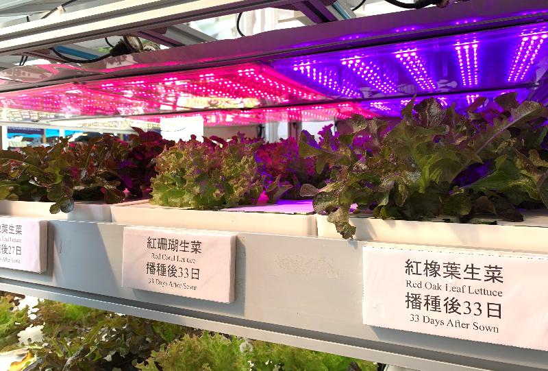 The three-day FarmFest 2020 is being held at Fa Hui Park in Mong Kok from today (January 3) to January 5 to showcase a variety of local agricultural and fisheries products and other related goods. Photo shows the "Vegetable Factory" at the agricultural zone, displaying the grow light system with tunable spectrum to enhance plant growth.