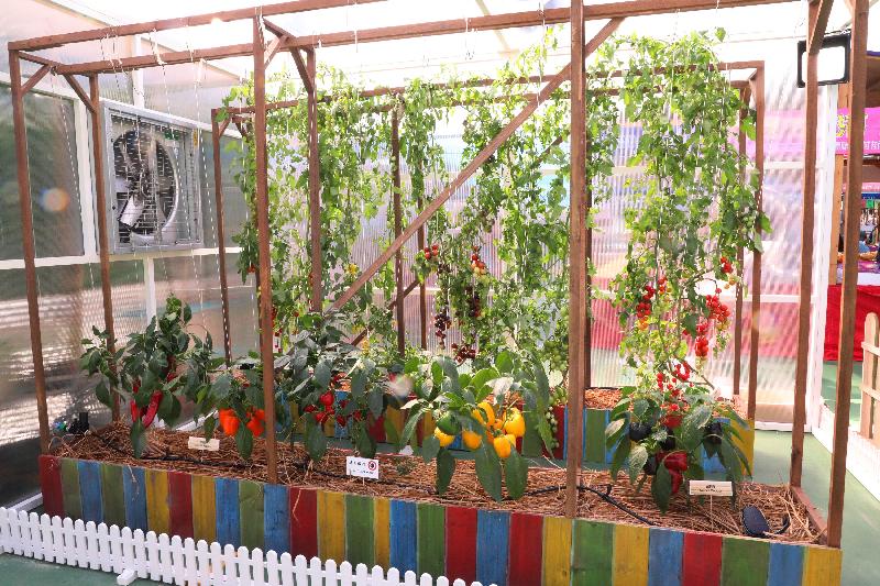 The three-day FarmFest 2020 is being held at Fa Hui Park in Mong Kok from today (January 3) to January 5 to showcase a variety of local agricultural and fisheries products and other related goods. Photo shows the "Smart Greenhouse" at the agricultural zone, displaying how farmers can monitor real-time conditions in greenhouses through smart phone applications and remotely control facilities in greenhouses.