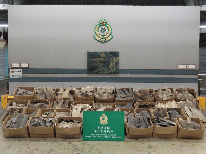 Hong Kong Customs and the Agriculture, Fisheries and Conservation Department (AFCD) mounted a joint operation yesterday (January 15) and seized about 502 kilograms of suspected scheduled dried shark fins of endangered species with an estimated market value of about $390,000 from a container at the Kwai Chung Customhouse Cargo Examination Compound.