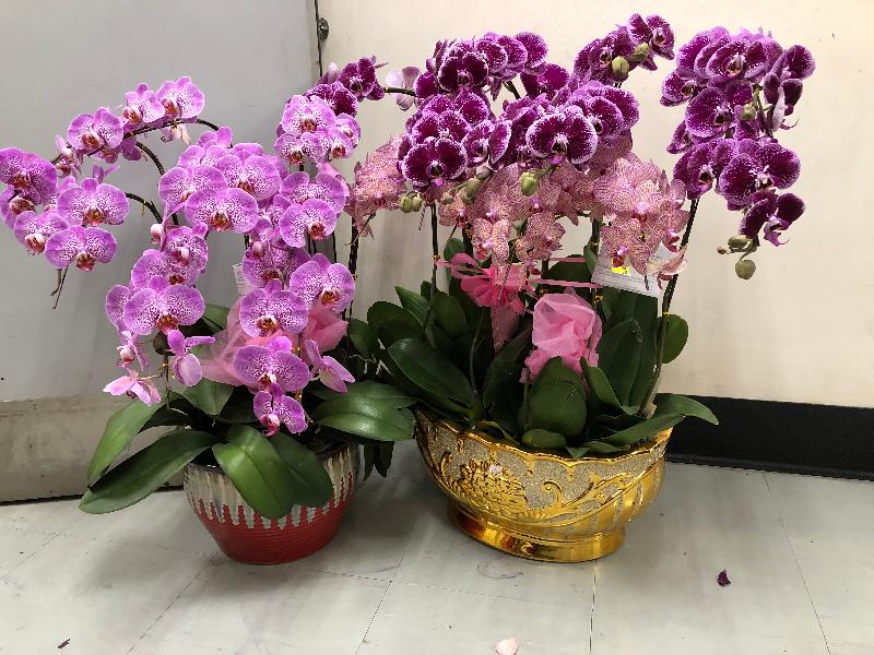 The Agriculture, Fisheries and Conservation Department and the Hong Kong Customs today (January 17) reminded travellers not to bring endangered species into Hong Kong without a required licence when returning from visits to other places. Import of artificially propagated orchids (pictured) is also subject to licensing control. 