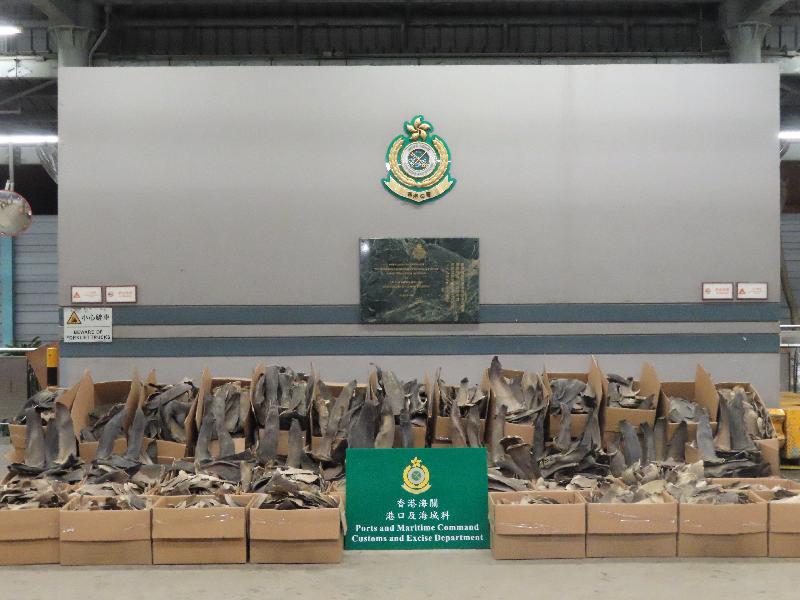 Hong Kong Customs yesterday (April 15) detected two sea-bound smuggling cases in a row at the Kwai Chung Customhouse Cargo Examination Compound and seized about 17 tonnes of suspected smuggled donkey skins, about 520 kilograms of suspected smuggled sea cucumbers, about 2kg of suspected smuggled fish maws and about one tonne of suspected scheduled dried shark fins, with a total estimated market value of about $2 million. The donkey skin seizure is the biggest ever in Hong Kong. Photo shows some of the suspected scheduled dried shark fins seized.