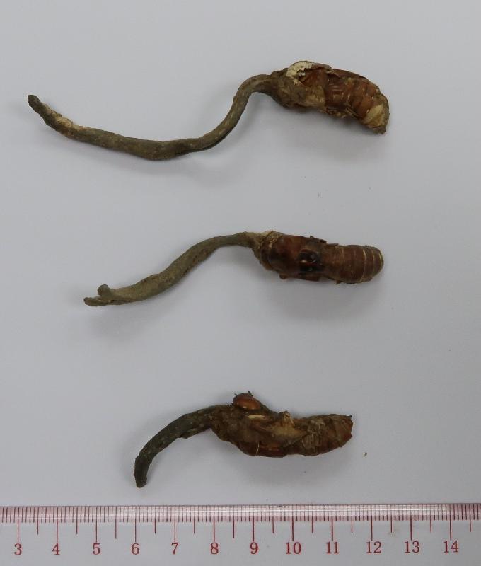 The Centre for Health Protection of the Department of Health today (April 22) announced it is investigating a suspected case of poisoning related to the consumption of soup containing claimed "cicada flowers", and appealed to members of the public not to buy or consume "cicada flowers" of uncertain authenticity.  Photo shows the unused samples of claimed "cicada flowers".
