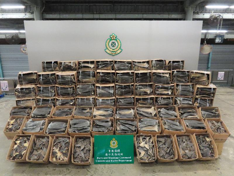 Hong Kong Customs detected two smuggling cases of scheduled dried shark fins at the Kwai Chung Customhouse Cargo Examination Compound on April 28 and May 4. About 13 tonnes of suspected scheduled dried shark fins of endangered species were seized in each case, with an estimated market value of about $8.6 million in total. Both cases also broke the past record of similar cases counted in a single case by weight and value. Photo shows the suspected scheduled dried shark fins seized on April 28.