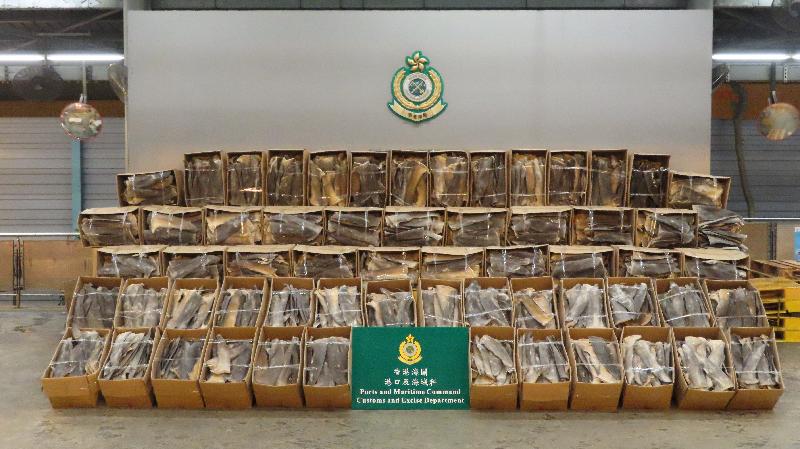 Hong Kong Customs detected two smuggling cases of scheduled dried shark fins at the Kwai Chung Customhouse Cargo Examination Compound on April 28 and May 4. About 13 tonnes of suspected scheduled dried shark fins of endangered species were seized in each case, with an estimated market value of about $8.6 million in total. Both cases also broke the past record of similar cases counted in a single case by weight and value. Photo shows the suspected scheduled dried shark fins seized on May 4.