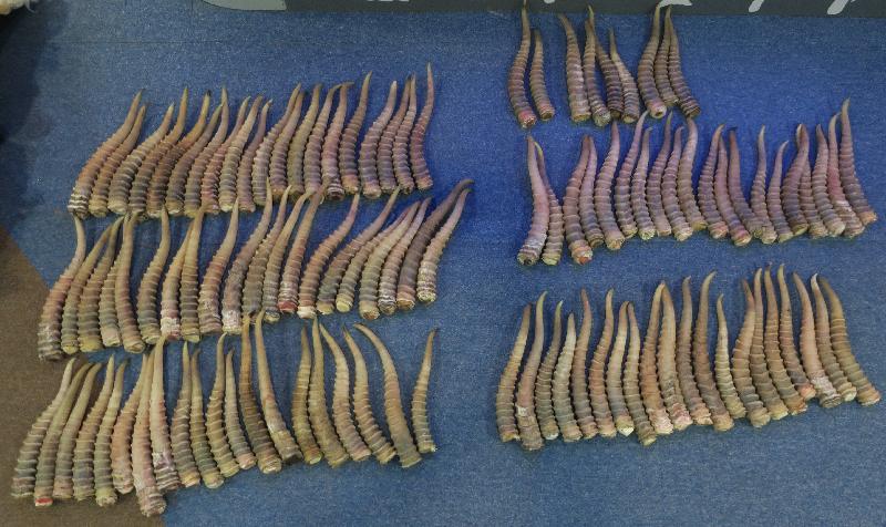 A traveller who smuggled saiga antelope horns was convicted for violating the Protection of Endangered Species of Animals and Plants Ordinance, and was sentenced to imprisonment today (June 3). Photo shows some of the saiga antelope horns found by Customs officers in the traveller's baggage.