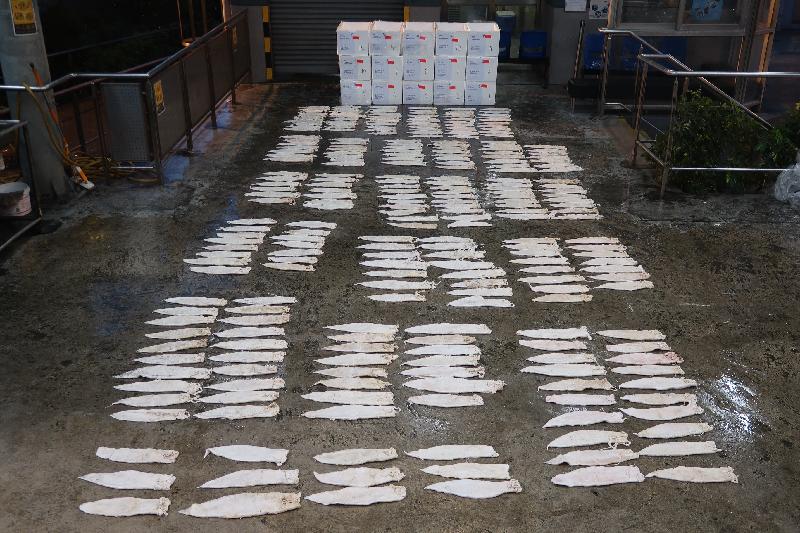 香港海关六月四日在香港国际机场检获约一百六十公斤怀疑受管制石首鱼鱼肚，估计市值约二千五百万元，以重量及价值计算，均打破以往同类检获石首鱼鱼肚单一案件的纪录，亦超越过往海关有纪录以来检获量的总和。今次为海关首次检获鲜石首鱼鱼肚，过去所检获的均为乾石首鱼鱼肚。图示检获的怀疑受管制石首鱼鱼肚。