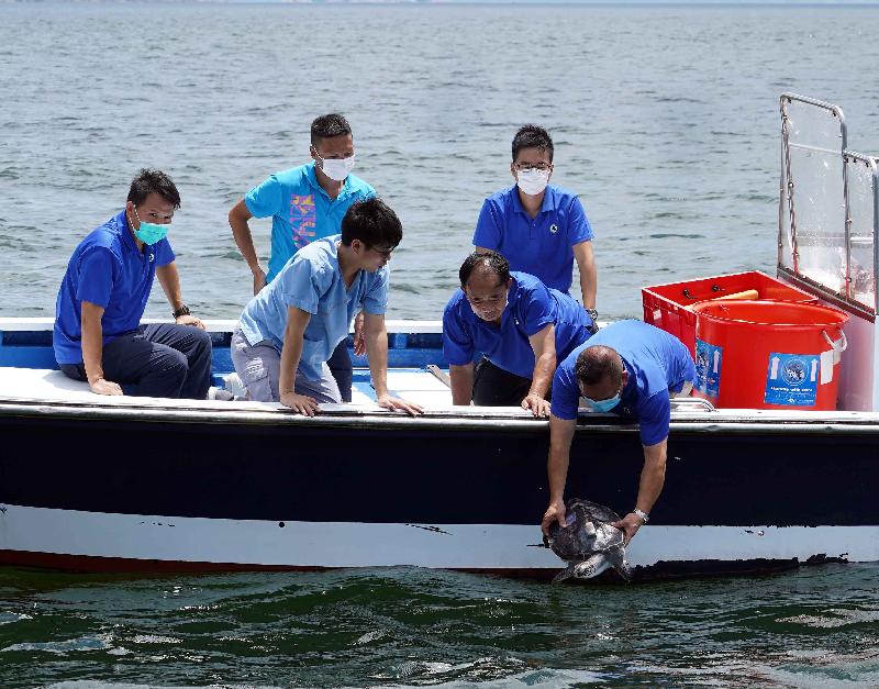 漁 農 自 然 護 理 署 （ 漁 護 署 ） 今 日 （ 六 月 二 十 二 日 ） 於 香 港 南 面 水 域 放 流 七 隻 綠 海 龜 。 圖 示 漁 護 署 於 執 法 行 動 中 檢 獲 的 其 中 一 隻 綠 海 龜 回 歸 大 海 。 