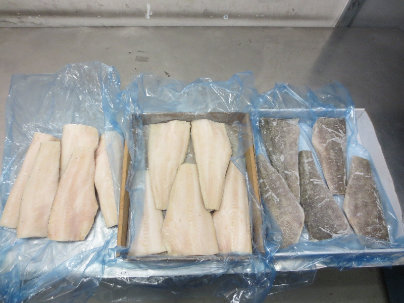 香港海關昨日（七月八日）在香港國際機場檢獲約二百二十公斤懷疑非法進口犬牙魚產，估計市值約十二萬元。這是《南極海洋生物資源養護條例》及其附屬法例由今年七月一日起生效後，海關首次檢獲懷疑非法進口的犬牙魚產。圖示部分檢獲的懷疑非法進口的犬牙魚產。
