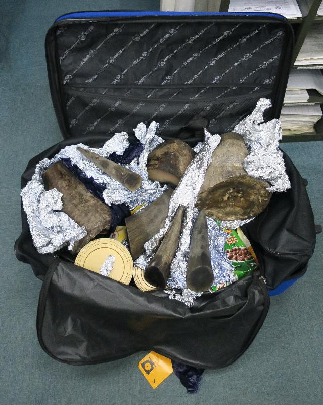 一名旅客因走私犀牛角，違反《保護瀕危動植物物種條例》罪名成立，今日（八月三日）被判監禁二十四個月。圖示海關人員在行李中發現的犀牛角。
