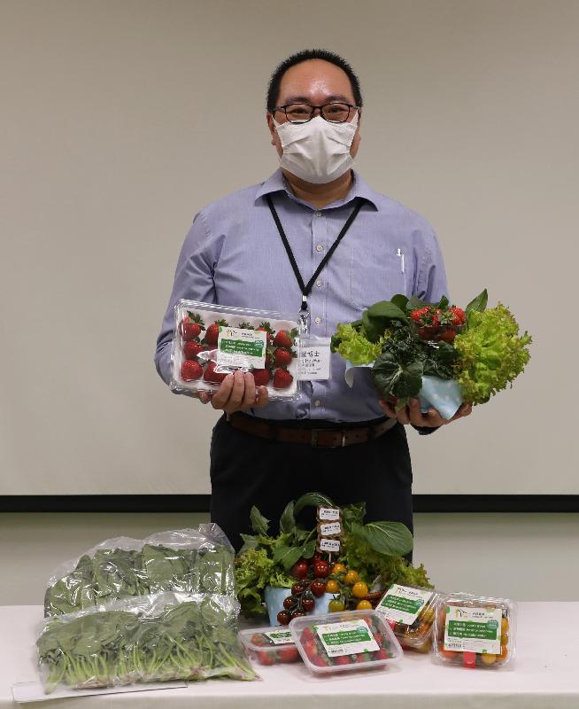 The Agriculture, Fisheries and Conservation Department (AFCD) and the Controlled Environment Hydroponic Research and Development Centre today (September 10) announced that certain out-of-season winter vegetables and fruits have been successfully grown with controlled environment hydroponic technology. Photo shows the Agricultural Management Officer (Agro-technology) of the AFCD, Dr Kevin Wong, showcasing out-of-season winter vegetables and fruits.