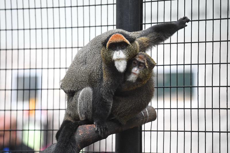 香港動植物公園製作一系列「動物知多點」短片，介紹園內奇趣的動物。圖示最新短片的主角──「反斗博士」白臀長尾猴。