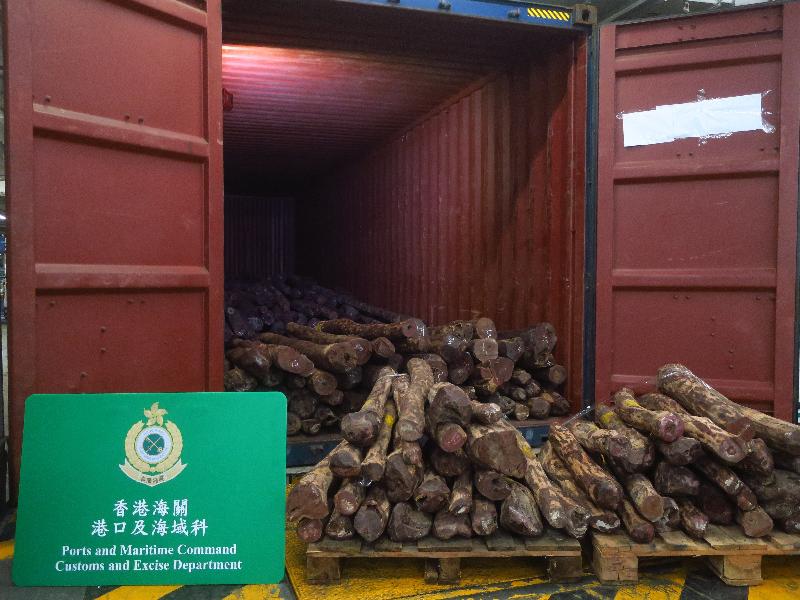 香港海關昨日（十月十五日）在青衣海關驗貨場一個貨櫃內檢獲約九千七百一十公斤懷疑受管制紫檀木材，估計市值約六百萬元。這是海關今年破獲最大宗走私紫檀木的案件。圖示檢獲的懷疑受管制紫檀木材。