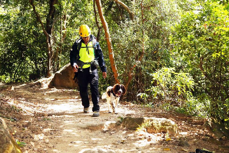 消防處攀山拯救專隊人員今日（十月二十日）在跨部門山火暨攀山拯救行動演習中，模擬在搜索犬協助下搜救傷者。
