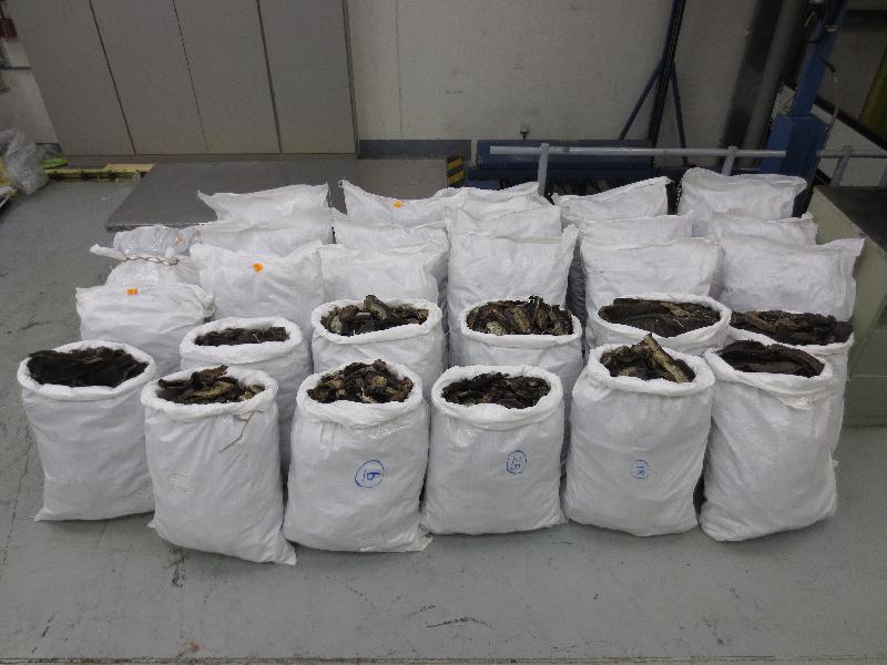 海关十月二十五日在香港国际机场检获约三百三十公斤怀疑属濒危物种的前口蝠鱝鳃，估计市值约九十万元。图示检获的前口蝠鱝鳃。