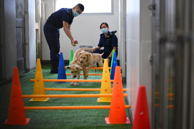 香港海关搜查犬专业今年于各方面取得重大突破，在犬只繁殖方面实现零的突破，首次成功自行繁殖六只拉布拉多搜查幼犬。图示海关人员在新设立的犬只繁育中心培训幼犬。