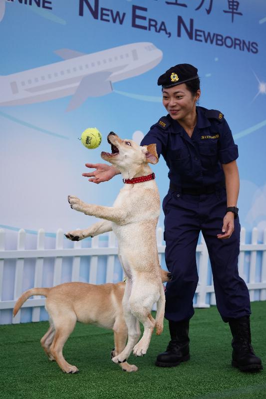 香港海關搜查犬專業今年於各方面取得重大突破，在犬隻繁殖方面實現零的突破，首次成功自行繁殖六隻拉布拉多搜查幼犬。圖示海關人員在新設立的犬隻繁育中心培訓幼犬。
