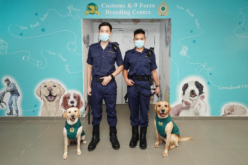 香港海关搜查犬专业今年于各方面取得重大突破，在犬只繁殖方面实现零的突破，首次成功自行繁殖六只拉布拉多搜查幼犬。图示幼犬的母亲「菲菲」（左一）和父亲「库柏」（右一）及它们的领犬员。