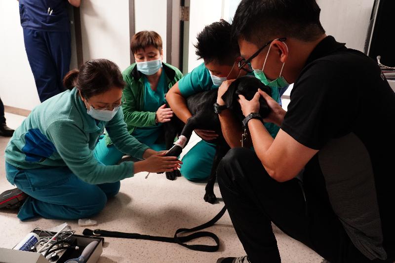香港海關搜查犬專業今年於各方面取得重大突破，部門首次與香港城市大學（城大）合作舉辦繁殖犬隻訓練課程，有效提升搜查犬隊的專業水平。圖示海關人員在城大動物醫療中心上課。
