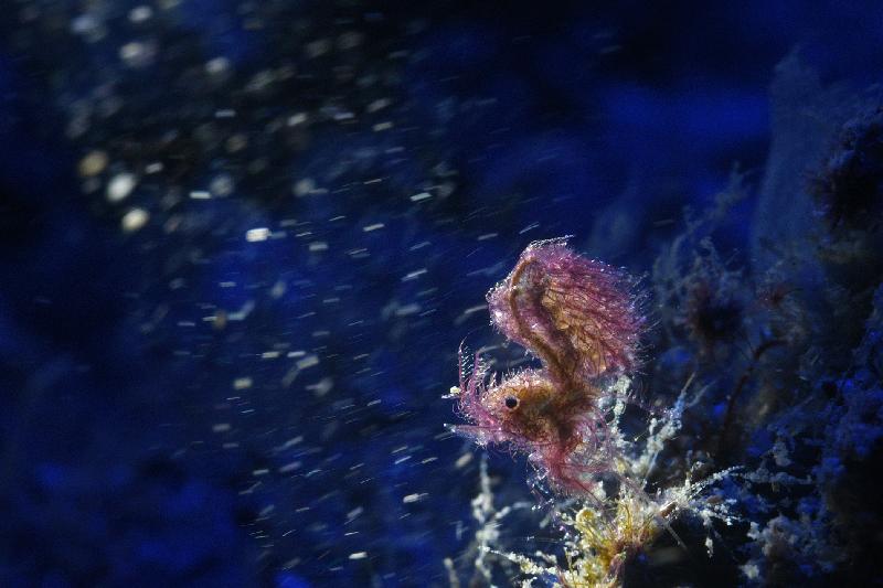 由漁農自然護理署與香港潛水總會合辦的香港潛攝大賽二○二○圓滿結束。圖示數碼攝影比賽微距項目的亞軍作品「遇上流星雨」，由區慧姿在龍蝦灣拍攝。