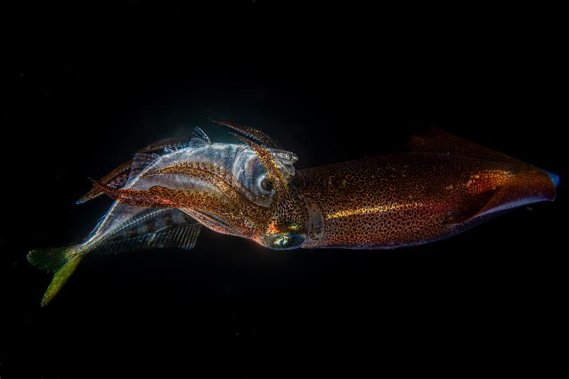 The Hong Kong Underwater Photo and Video Competition 2020, jointly organised by the Agriculture, Fisheries and Conservation Department and the Hong Kong Underwater Association, concluded successfully. Picture shows "Planet of the Squid", champion of the Macro & Close-up Category in the Digital Photo Competition, taken by Lau Pong-wing, Atim off Basalt Island.