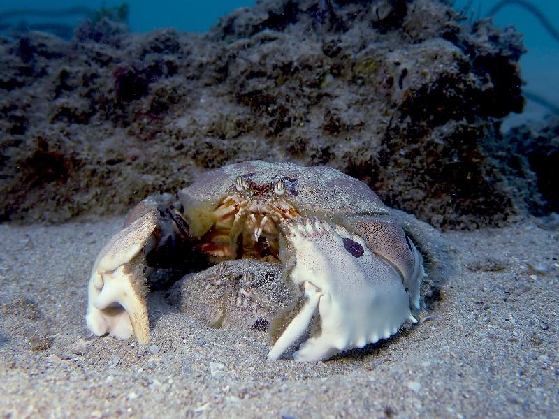 The Hong Kong Underwater Photo and Video Competition 2020, jointly organised by the Agriculture, Fisheries and Conservation Department and the Hong Kong Underwater Association, concluded successfully. Picture shows "Box Crab and its partner", champion of the Standard & Wide Angle Category in the Digital Photo Competition, taken by Tan Yin-ling off Clearwater Bay.
