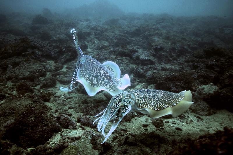 The Hong Kong Underwater Photo and Video Competition 2020, jointly organised by the Agriculture, Fisheries and Conservation Department and the Hong Kong Underwater Association, concluded successfully. Picture shows "Valentine", first runner-up of the Standard & Wide Angle Category in the Digital Photo Competition, taken by Li Dominic Savio off Port Island.