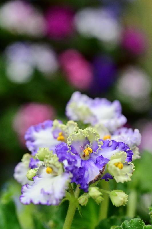 康樂及文化事務署轄下香港公園霍士傑溫室將於十二月一日起舉辦非洲紫羅蘭專題展覽，展出超過300株不同形態的非洲紫羅蘭。