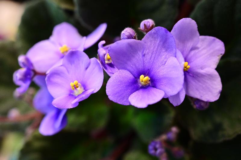 Starting from December 1, more than 300 pots of African violets with a rich variety will be displayed at a thematic exhibition to be held at the Forsgate Conservatory in Hong Kong Park, managed by the Leisure and Cultural Services Department.