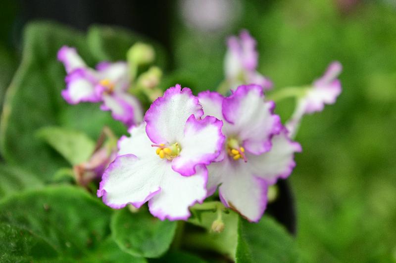 Starting from December 1, more than 300 pots of African violets with a rich variety will be displayed at a thematic exhibition to be held at the Forsgate Conservatory in Hong Kong Park, managed by the Leisure and Cultural Services Department.