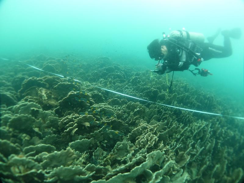 漁農自然護理署今日（十二月五日）公布，本年的香港珊瑚礁普查結果顯示整體珊瑚生長健康穩定，品種多樣性維持於高水平。圖示一名珊瑚礁普查員進行珊瑚調查。
