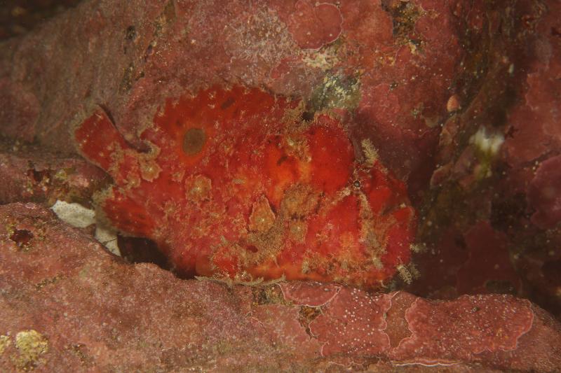 渔农自然护理署今日（十二月五日）公布，本年的香港珊瑚礁普查结果显示整体珊瑚生长健康稳定，品种多样性维持于高水平。图示摄于果洲群岛的躄鱼。