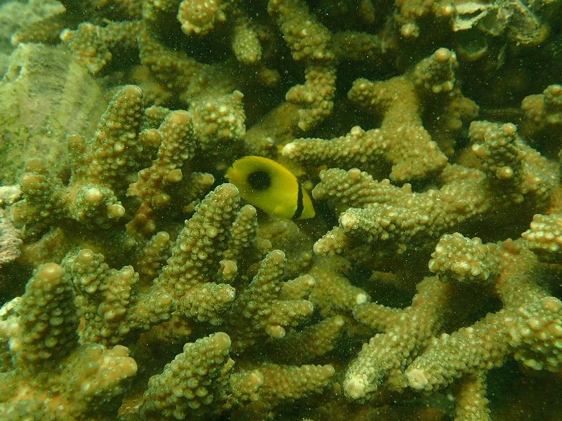 漁農自然護理署今日（十二月五日）公布，本年的香港珊瑚礁普查結果顯示整體珊瑚生長健康穩定，品種多樣性維持於高水平。圖示攝於東平洲王爺角一條棲息在鹿角珊瑚中的蝴蝶魚。