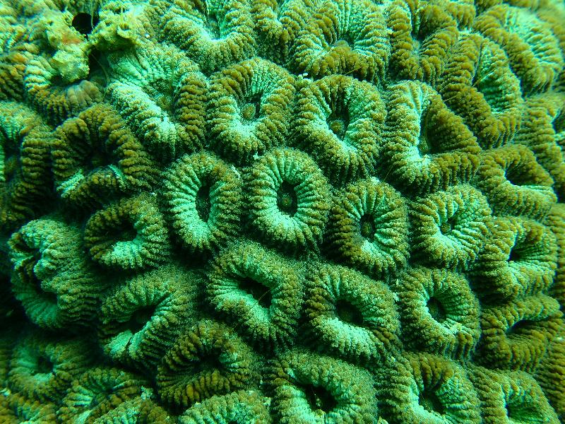 漁農自然護理署今日（十二月五日）公布，本年的香港珊瑚礁普查結果顯示整體珊瑚生長健康穩定，品種多樣性維持於高水平。圖示攝於萬宜水庫東壩的蜂巢珊瑚。