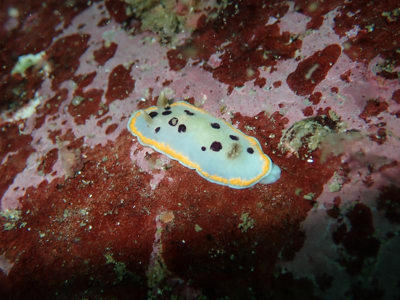 The Agriculture, Fisheries and Conservation Department announced today (December 5) that the Reef Check this year showed that local corals are generally in a healthy and stable condition and the species diversity remains on the high side. Photo shows an indicator species, nudibranch, at East Dam of High Island Reservoir.