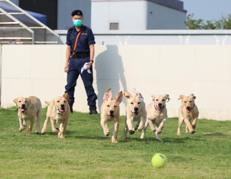 香港海關搜查犬專業繼去年取得多方面重大突破後，在一年之始再取得另一個突破，成功通過香港學術及職業資歷評審局的專業評審，將領犬訓練課程納入「資歷名冊」內。圖示海關去年七月首次成功自行繁殖的六隻拉布拉多幼犬，當中部分會接受資歷認證課程訓練，成為毒品搜查犬。