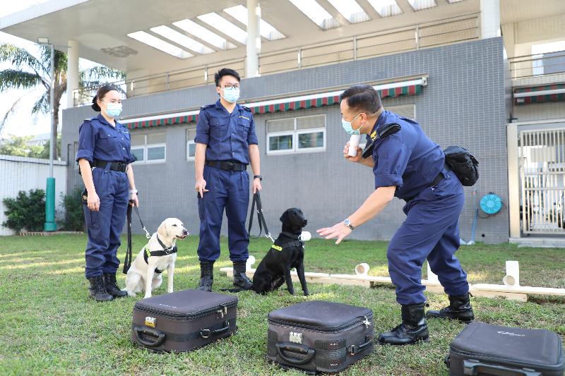 Following the tremendous breakthroughs in its canine profession last year, Hong Kong Customs has achieved another breakthrough at the start of the year by obtaining accreditation approval from the Hong Kong Council for Accreditation of Academic and Vocational Qualifications to include its detector dog handling programme in the Qualifications Register. Photo shows two trainees, Mr Chiu Chun-hei (centre) and Ms Lau Ching-hong (left), attending a searching skill practical lesson.