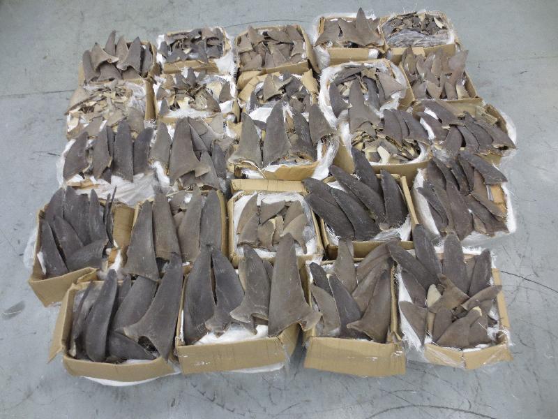 香港海关昨日（一月七日）在香港国际机场检获逾一公吨怀疑受管制属濒危物种的乾鱼翅，估计市值约七十五万元。图示检获的怀疑受管制乾鱼翅。