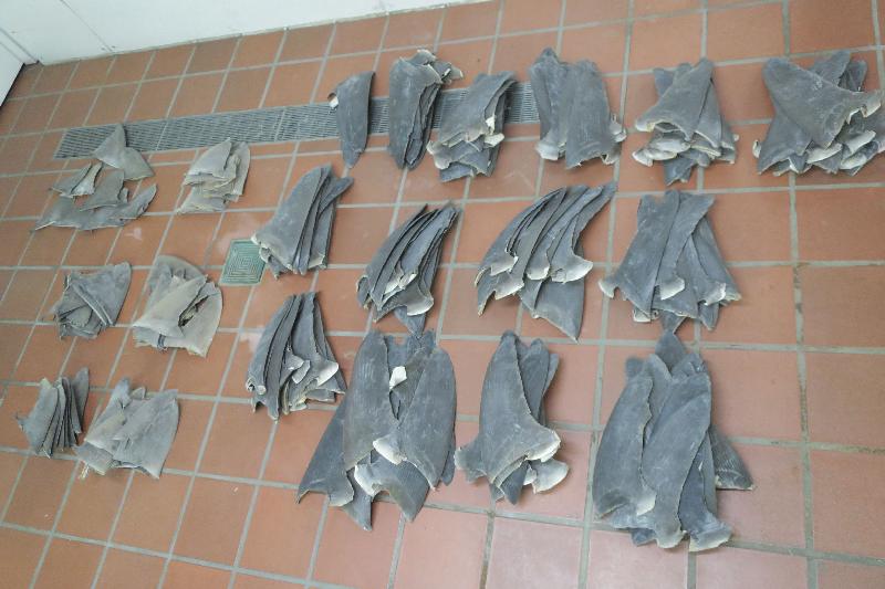 Three travellers who smuggled dried shark fins and dried seahorses were convicted for violating the Protection of Endangered Species of Animals and Plants Ordinance, and were each sentenced to 18 months' imprisonment today (January 11). Photo shows some of the dried shark fins found by Customs officers in their baggage.