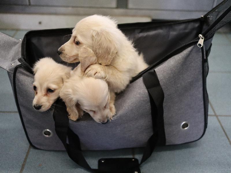 Hong Kong Customs yesterday (February 23) detected an animal smuggling case and found six suspected smuggled puppies at Man Kam To Control Point with an estimated market value of about $110,000. Photo shows three of the suspected smuggled puppies.
