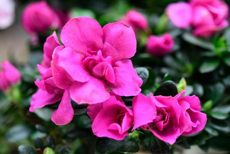 「二零二一年網上香港花卉展覽」以素有「花中西施」雅號的杜鵑花為主題花。杜鵑花色豐富，有白、紅、粉紅、桃紅和紫等。