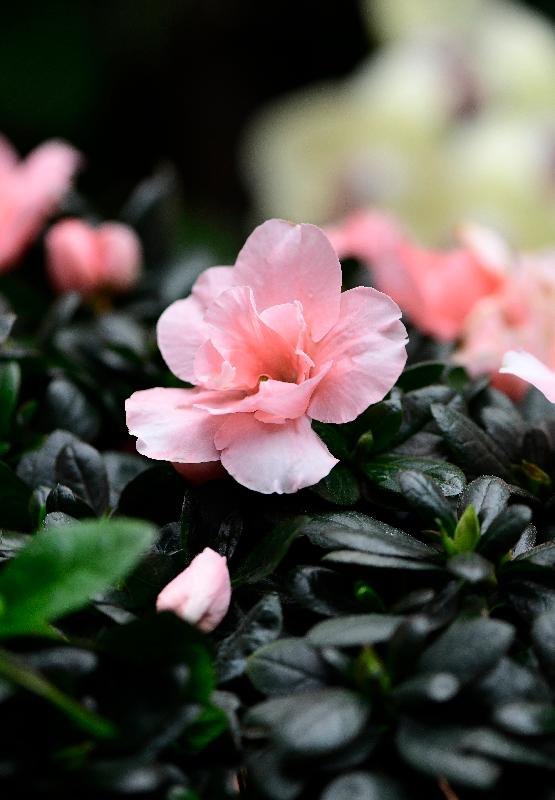 The rhododendron, considered a great beauty of the flower kingdom, will be featured as the theme flower of the Online Hong Kong Flower Show 2021. Rhododendrons come in a variety of colours such as white, red, pink, peach and purple.
