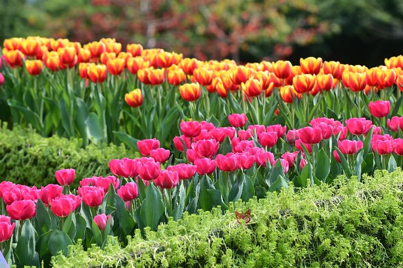 The Online Hong Kong Flower Show 2021 will be held from 10am tomorrow (March 19) to April 19 on the dedicated website (www.hkflowershow.hk). Pictured is a selection of tulips.