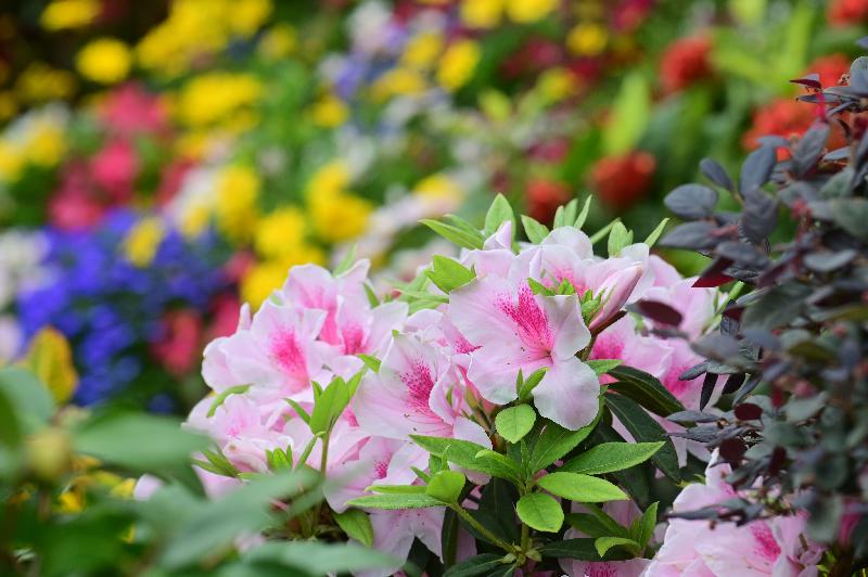 The Online Hong Kong Flower Show 2021 will be held from 10am tomorrow (March 19) to April 19 on the dedicated website (www.hkflowershow.hk). Pictured is this year's theme flower, the rhododendron.