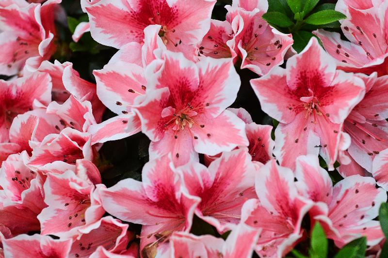 The Online Hong Kong Flower Show 2021 will be held from 10am tomorrow (March 19) to April 19 on the dedicated website (www.hkflowershow.hk). Pictured is this year's theme flower, the rhododendron.

