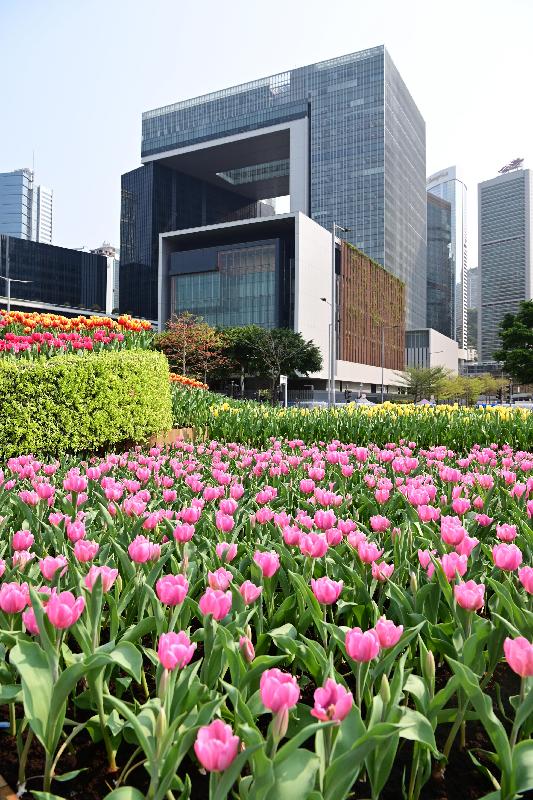 由康樂及文化事務署主辦的二○二一年網上香港花卉展覽將於明日（三月十九日）上午十時至四月十九日透過專題網頁（www.hkflowershow.hk）登場。圖為設置於中西區海濱長廊（中環段）的鬱金香花圃。

