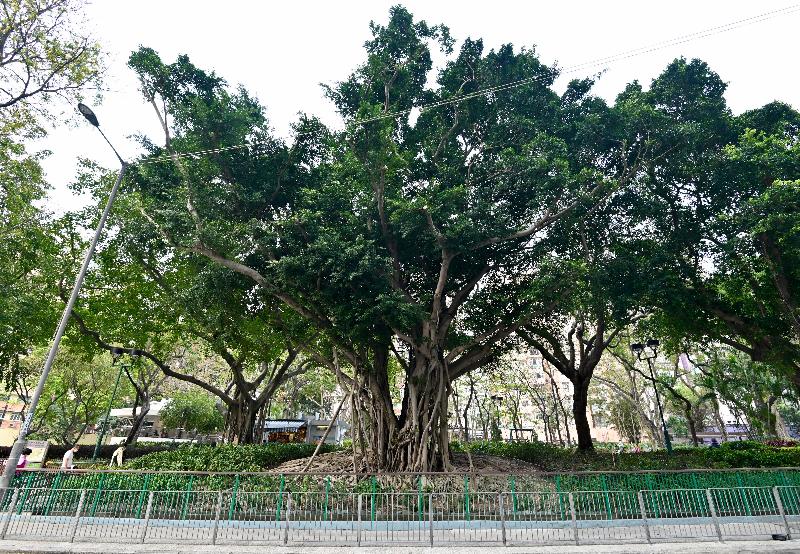 The Chief Executive, Mrs Carrie Lam, today (March 24) inspected urban renewal in Kwun Tong. Photo shows the Chinese Banyan tree which was moved from Yuet Wah Street bus station to Yuet Wah Park in 2011 to facilitate the Kwun Tong redevelopment project.