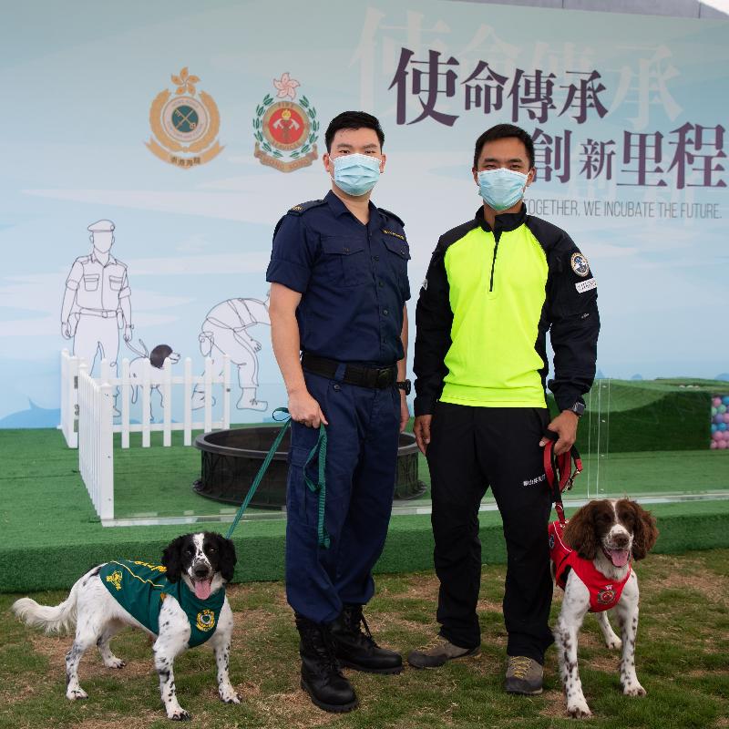 香港海关与消防处首次合作进行繁育犬只计划，于今年二月十二日（即农历大年初一）成功繁殖六只史宾格跳犬。父犬「阿积」为消防处的搜救犬，母犬「卡萨」为海关的缉毒犬。图示「卡萨」（左一）和「阿积」（右一）与它们的领犬员合照。