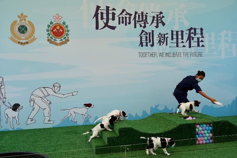 香港海关与消防处首次合作进行繁育犬只计划，于今年二月十二日（即农历大年初一）成功繁殖六只史宾格跳犬。图示海关人员在港珠澳大桥海关搜查犬繁育中心示范为幼犬进行初期训练。