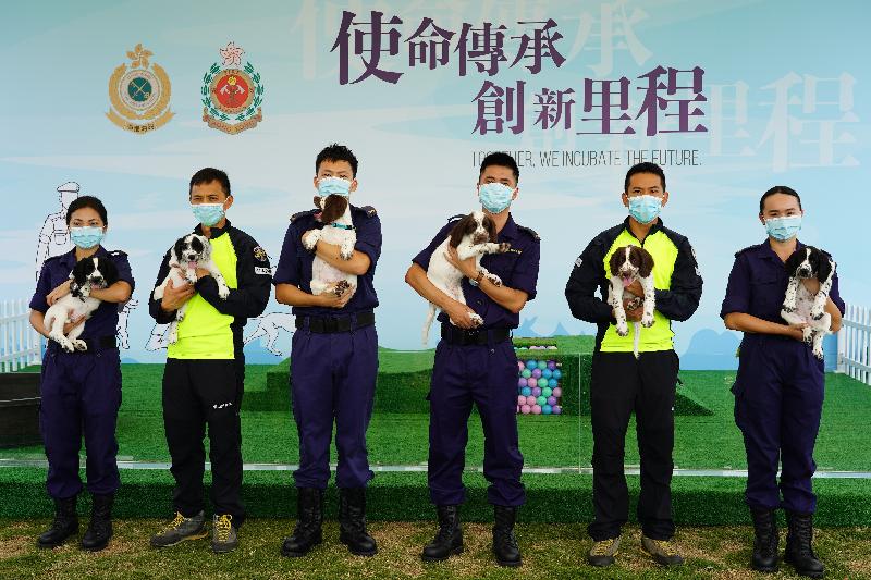 Hong Kong Customs and the Fire Services Department (FSD) have co-operated for the first time in a canine breeding programme, having successfully bred six Springer Spaniel puppies on February 12 this year (the first day of the Lunar New Year). Photo shows the six puppies, namely Farris, Uma, Taco, Umi, Raisa and Effie (from left to right), with officers of the Customs Canine Force and the Search and Rescue Dog Team of the FSD.